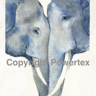 Elephants in Love 0397